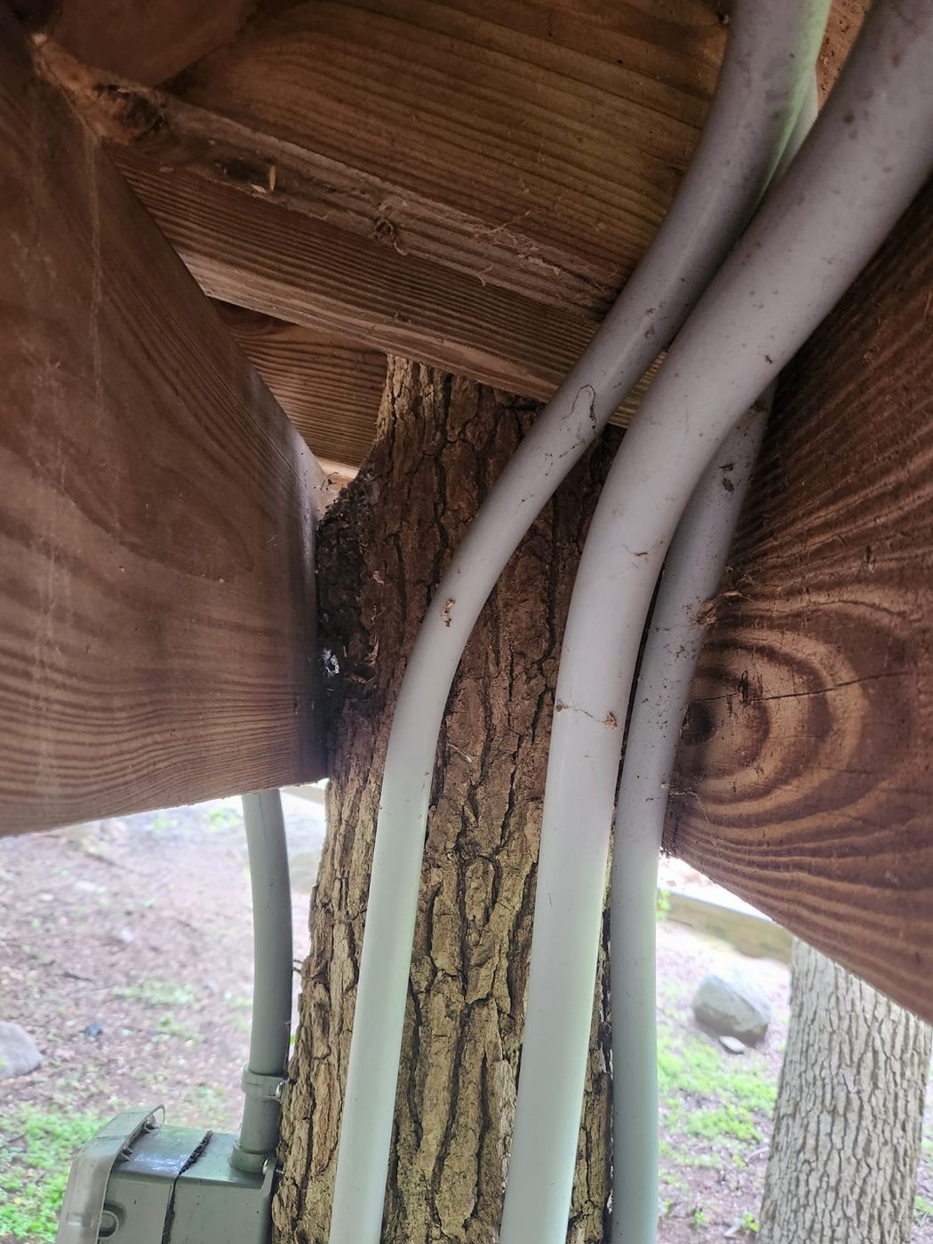 Curved live edge wood detail under a treehouse roof